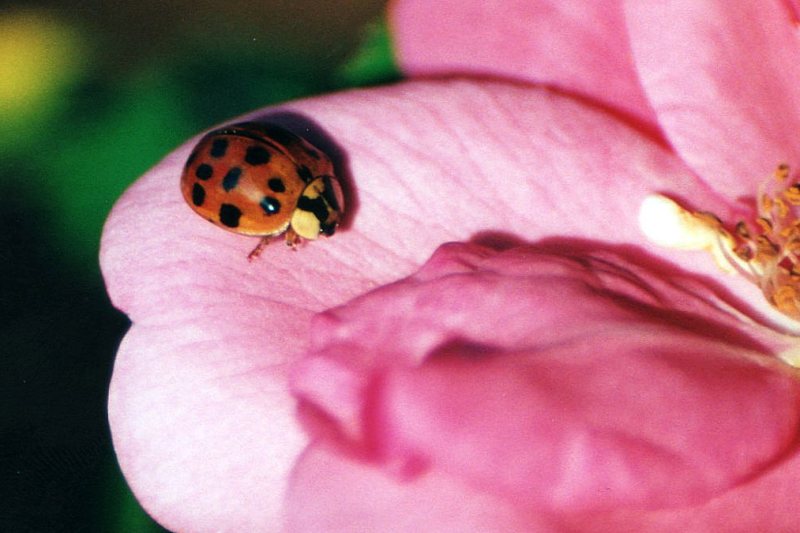 coccinelle da ID